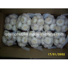 Fresh Garlic Pure White and Normal White 250g
